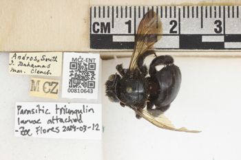 Media type: image;   Entomology 810643 Aspect: labels